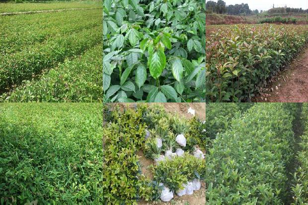 桂花树叶长斑1679278839033