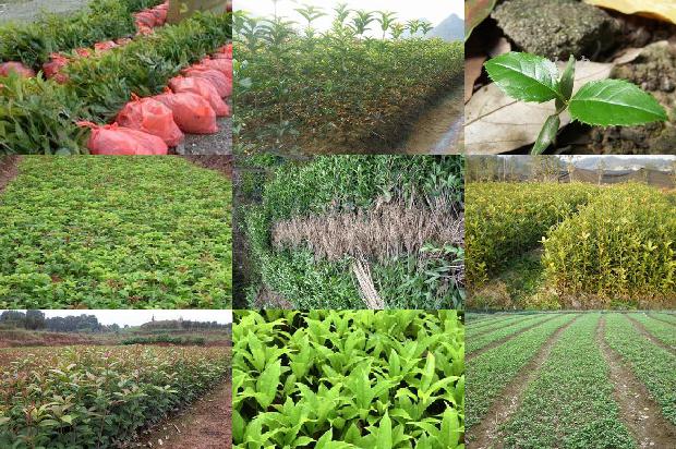 桂花树叶长斑1679278839080