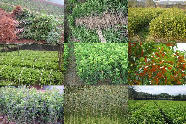 桂花树叶长斑1679278839128