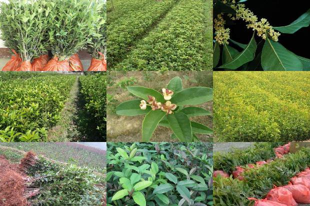 桂花叶长白斑是怎么回事1679278883970 桂花叶长白斑是怎么回事1679278883970