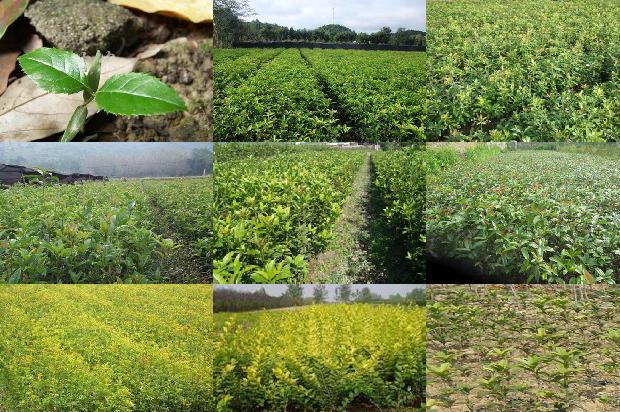 桂花叶长白斑是怎么回事1679278884018 桂花叶长白斑是怎么回事1679278884018