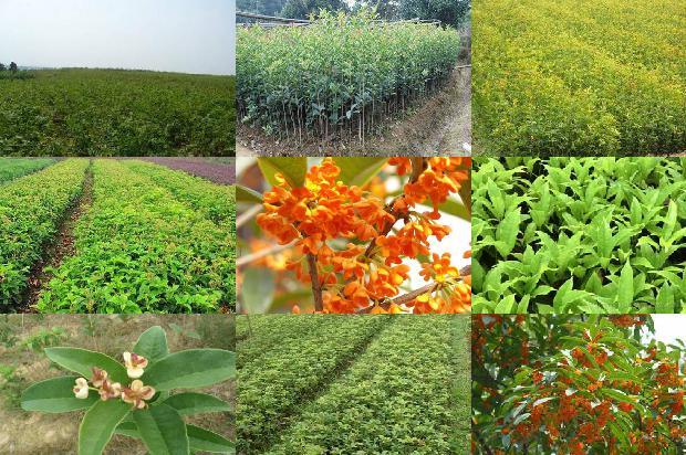 把桂花的叶子都剪了会不会死1679278966797 把桂花的叶子都剪了会不会死1679278966797