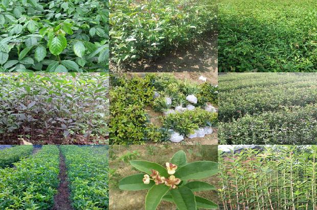 把桂花的叶子都剪了会不会死1679278966893 把桂花的叶子都剪了会不会死1679278966893