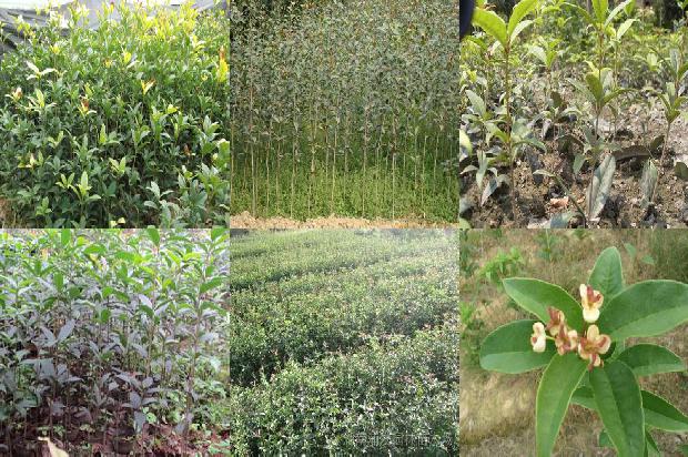 桂花树种下去为什么会掉叶子1679279013806 桂花树种下去为什么会掉叶子1679279013806