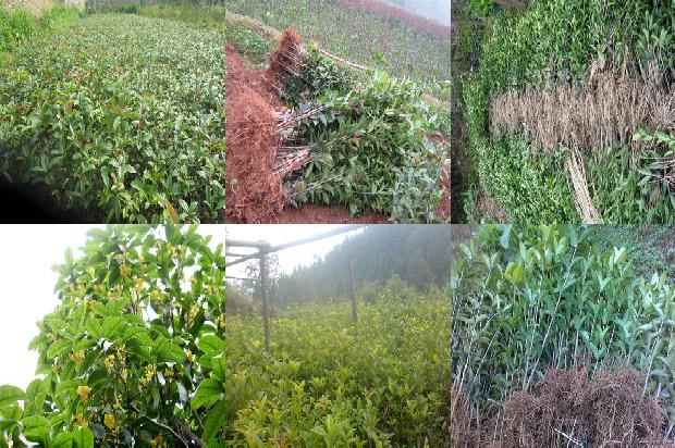 桂花树种下去为什么会掉叶子1679279013853 桂花树种下去为什么会掉叶子1679279013853