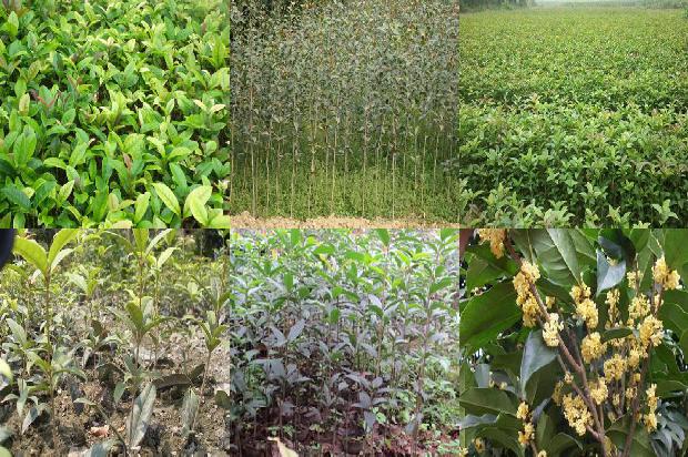 盆栽桂花树为什么掉叶子1679279056010 盆栽桂花树为什么掉叶子1679279056010