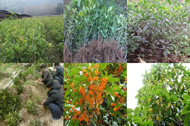 盆栽桂花树为什么掉叶子1679279056105 盆栽桂花树为什么掉叶子1679279056105