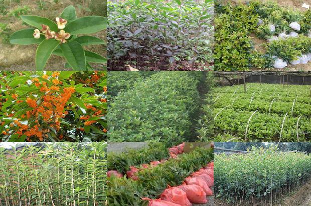 桂花叶子有锈斑1679279100886 桂花叶子有锈斑1679279100886