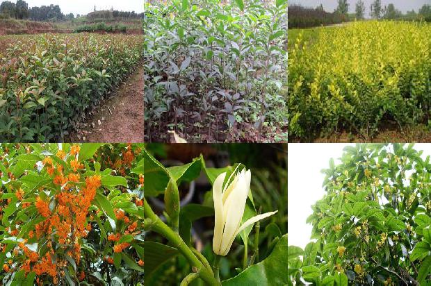 桂花叶子有锈斑1679279100933 桂花叶子有锈斑1679279100933