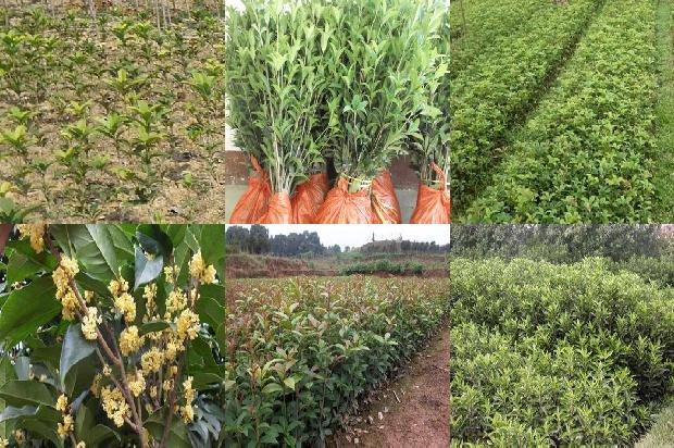 桂花叶子长斑1679279146266 桂花叶子长斑1679279146266