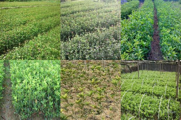 桂花叶片有锈斑怎么回事1679279191658 桂花叶片有锈斑怎么回事1679279191658