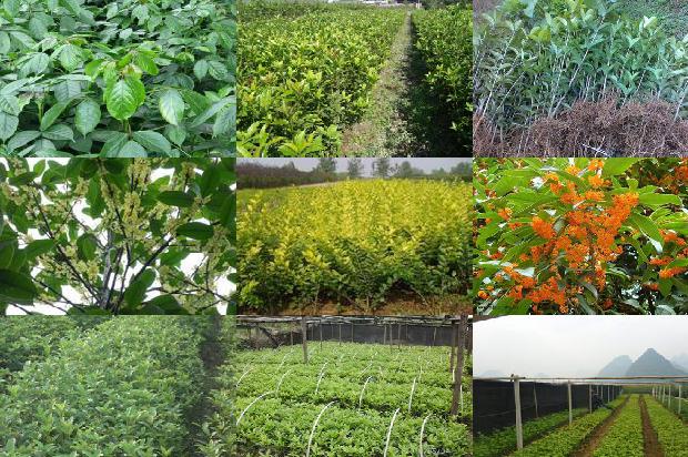 桂花叶片有锈斑怎么回事1679279191706 桂花叶片有锈斑怎么回事1679279191706