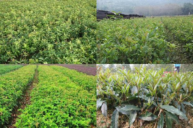 桂花叶片有锈斑怎么回事1679279191801 桂花叶片有锈斑怎么回事1679279191801