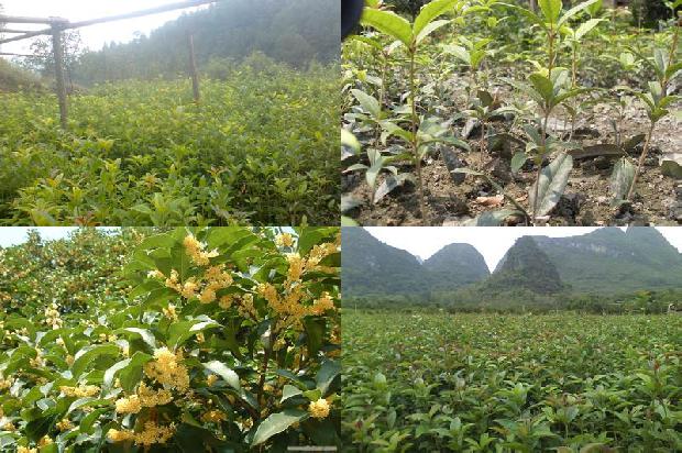 桂花树什么价格最好看的1690330386940