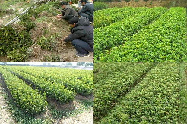 桂花树可以把树头剪掉吗1679280240502