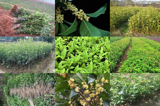 北方种植桂花树需要注意什么1679280359454