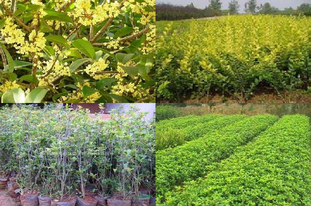 北方种植桂花树需要注意什么1679280359550
