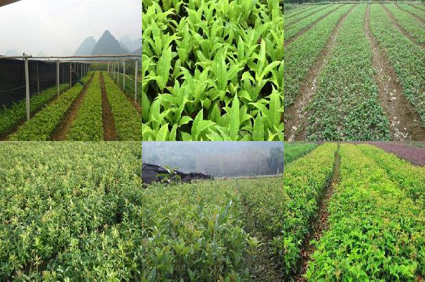 桂花树价格2020最新价格行情1679280887534