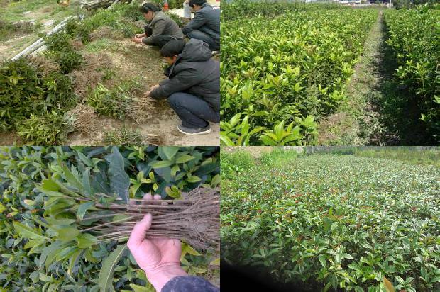 桂花有没有种子?1688608102760