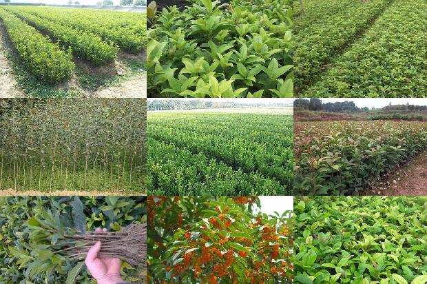 30年桂花树最新价格1679359127008