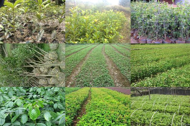 桂花乌龙茶是凉性还是温性茶叶1689467516403
