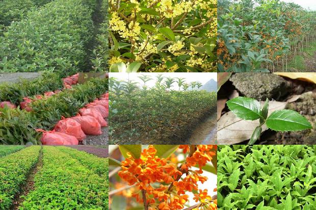 2019年桂花树的赔偿价格表1679359536308