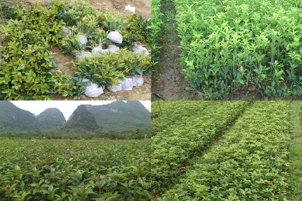 桂花树什么品种价格高1679360330628