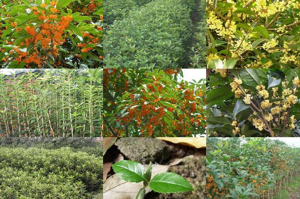 求购桂花采购信息最新价格1690416740338