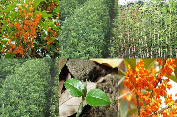 桂花树在哪儿卖比较好1679360838569