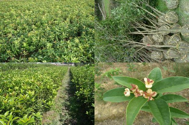桂花树种植方法和时间1679361590858