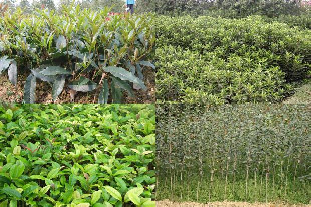 桂花树种植方法和时间1679361590906