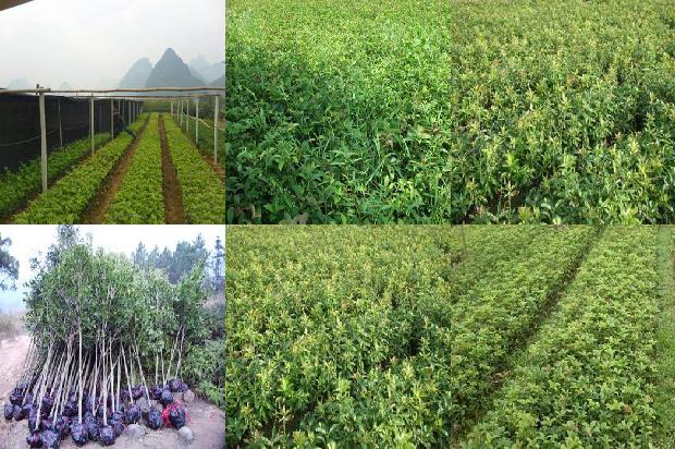 北方桂花树品种哪个最好1679362832714