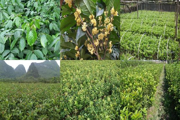 桂花树价格行情分析表最新1690417622397