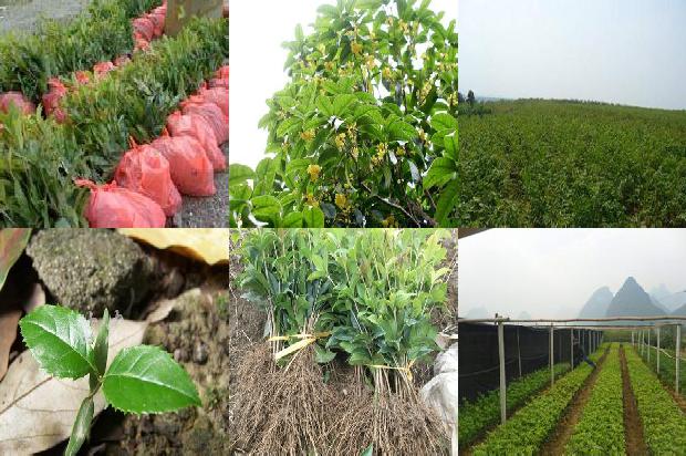 桂花树什么时候移栽最好北方种植1679362917914