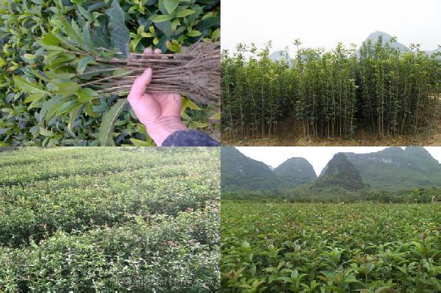 桂花树北方怎么养1679363730137