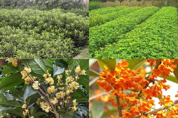 桂花树生长在南方还是北方1679363800342
