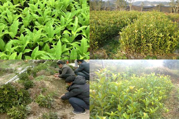 桂花树需要什么肥料才能活1679364359997
