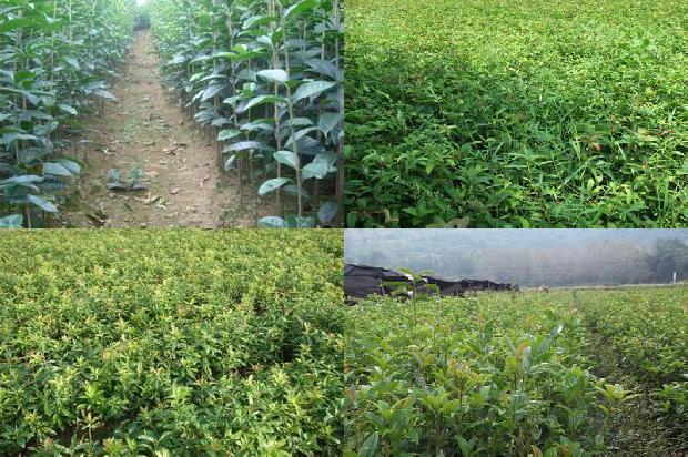 怎样栽培桂花树用啥肥料最好1679364430548