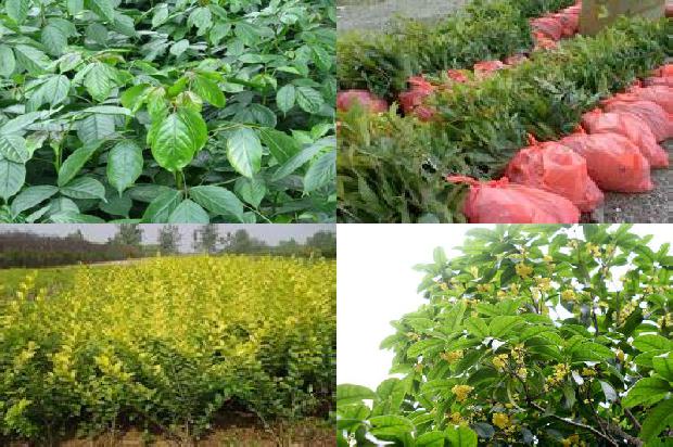 怎样栽培桂花树用啥肥料比较好1679364469873