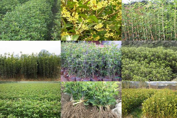 怎样栽培桂花树用啥肥料比较好1679364469921