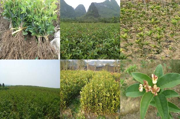 刚移栽的桂花树用什么肥料1679364500765