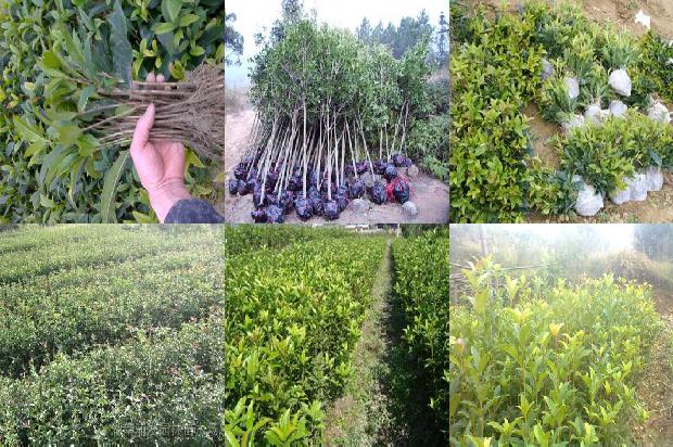 刚移栽的桂花树用什么肥料1679364500813