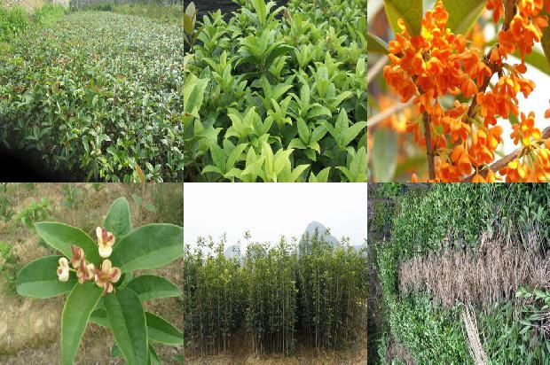 桂花树什么施肥?用什么肥料1679364566078
