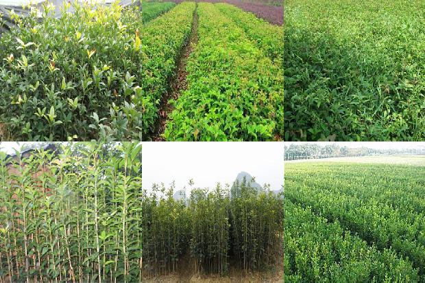 桂花树怎样施肥什么肥料最好1679364596134