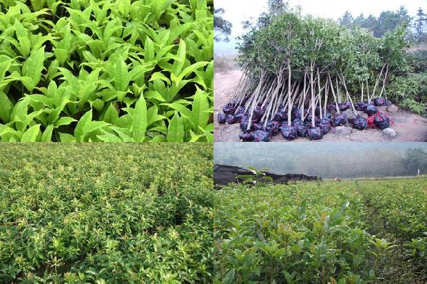 桂花树怎样施肥什么肥料最好1679364596181