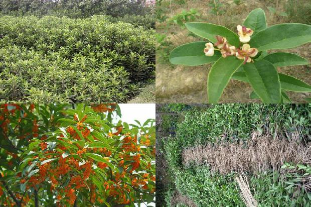 桂花树怎样施肥什么肥料最好1679364596229