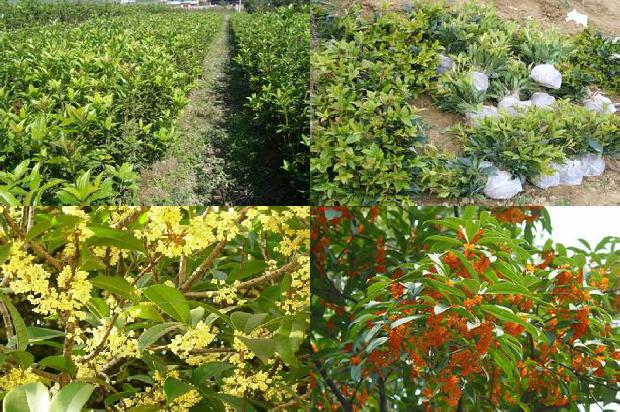 桂花树施肥用什么肥料最好1679364721371