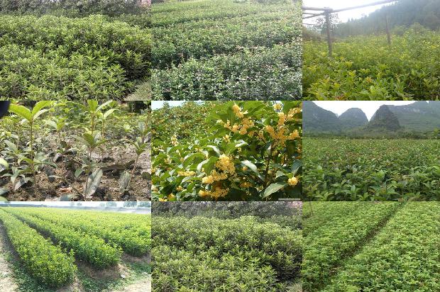 桂花树施肥用什么肥料最好1679364721419
