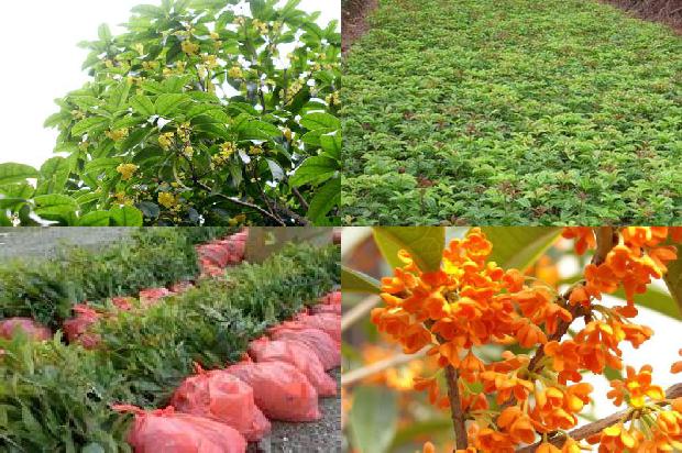 种桂花树用什么肥料好1679364786768