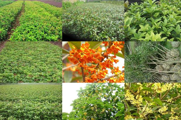 种桂花树用什么肥料好1679364786816
